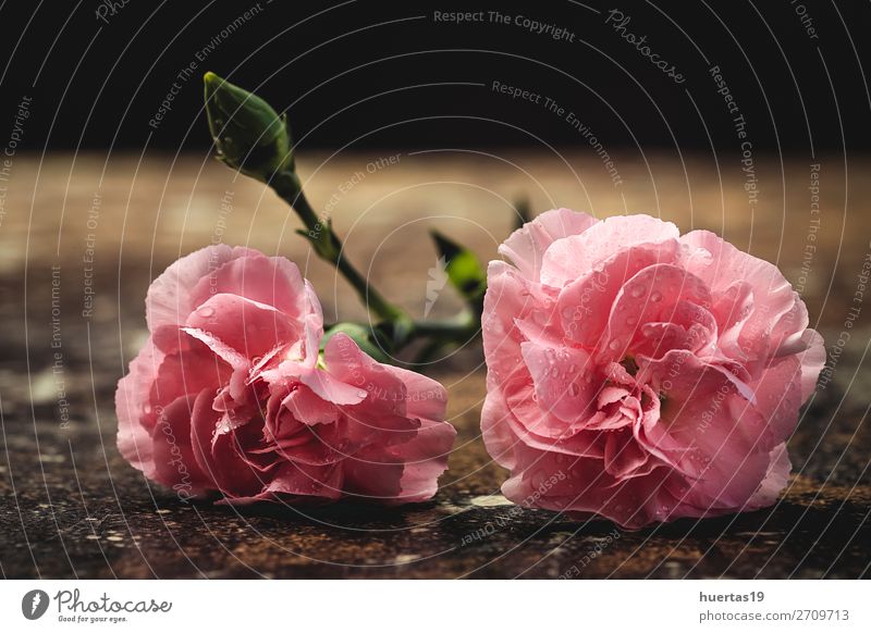 Blumenstrauß aus rosa Nelkenblüten elegant Stil Design Feste & Feiern Valentinstag Hochzeit Geburtstag Natur Pflanze dunkel grün Liebe Romantik Farbe