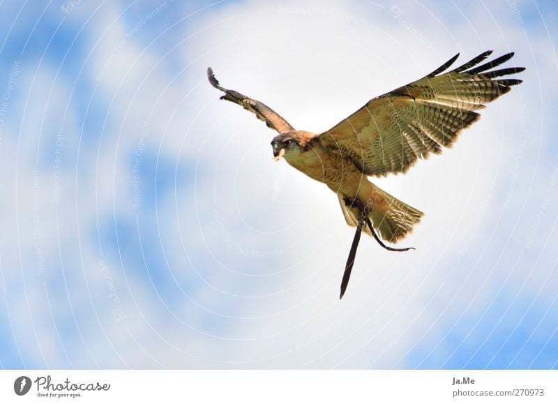 Über den Wolken... Tier Wildtier Flügel Vogel Greifvogel Mäusebussard 1 blau braun weiß Farbfoto Außenaufnahme Nahaufnahme Tag