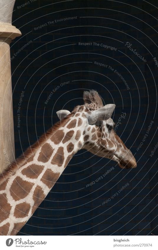 Ich bin dann mal weg Tier Wildtier Zoo Giraffe Hals 1 gehen stehen groß braun gelb schwarz Farbfoto Gedeckte Farben Außenaufnahme Menschenleer Textfreiraum oben