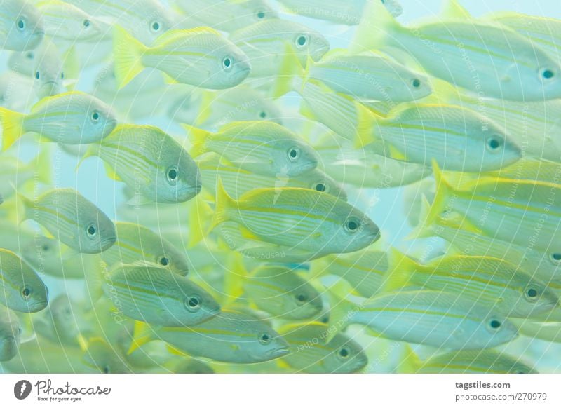 FISH-GANG Fisch Fischschwarm Schwarm Makrele blaustreifen-Makrelen Meer tauchen Seychellen Ferien & Urlaub & Reisen Reisefotografie Unterwasseraufnahme Farbfoto