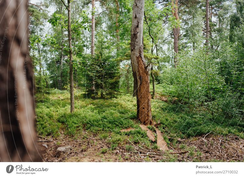Wald - Frühstück Umwelt Natur Pflanze Baum Sträucher Farn Wildpflanze atmen eckig einfach einzigartig braun grün Kraft Schutz Verantwortung Abenteuer Erholung