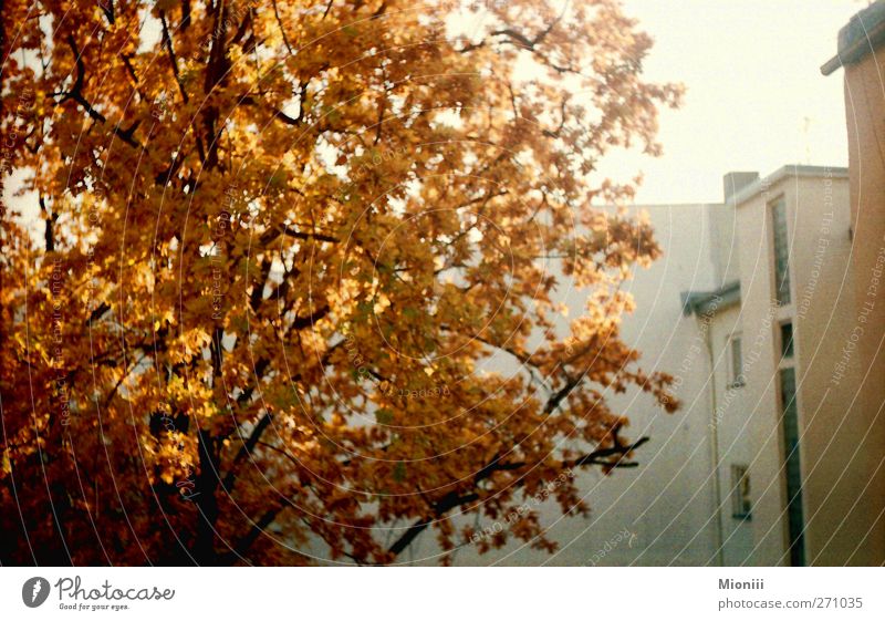Herbstorange Schönes Wetter Baum Berlin Mauer Wand Hinterhof Umwelt Stadt Farbfoto Außenaufnahme Menschenleer Tag Sonnenlicht Zentralperspektive
