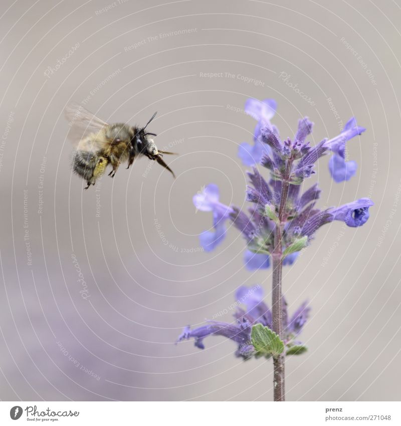 schöner fliegen Umwelt Natur Pflanze Tier Blume Wildtier Biene 1 blau grau fliegend Melisse Honigbiene Insekt Farbfoto Außenaufnahme Nahaufnahme Menschenleer