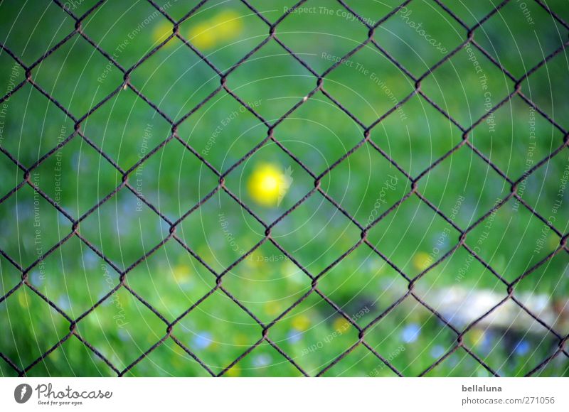 Hiddensee | Meine Mitte Natur Pflanze Sonnenlicht Frühling Schönes Wetter Blüte Wildpflanze Garten Ostsee blau gelb grün Gras Rasen Wiese Wiesenblume Zaun