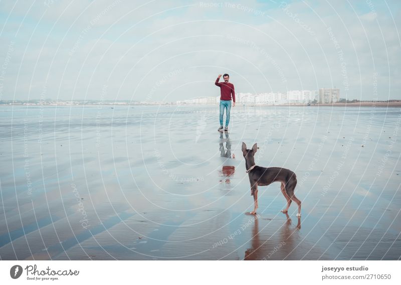 Der Mensch und sein kleiner Hund am Strand bei Ebbe und Flut Lifestyle schön Erholung Ferne Meer Winter Mann Erwachsene Freundschaft Natur Landschaft Sand
