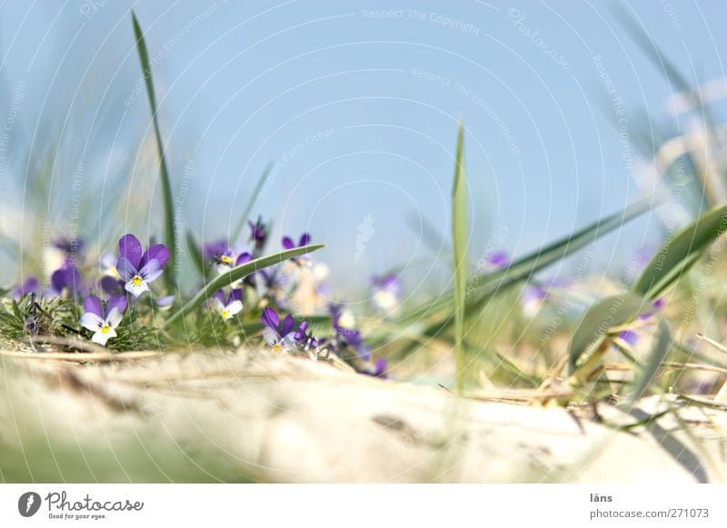 Düne auf Hiddensee Umwelt Landschaft Wolkenloser Himmel Gras Küste Ostsee Wachstum Blüte Farbfoto Außenaufnahme Menschenleer Textfreiraum oben