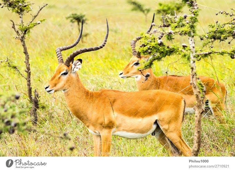 Zwei männliche Impalas im Nairobi Park schön Safari Mann Erwachsene Natur Tier natürlich wild grün schwarz Aepyzeros Afrika Afrikanisch Tiere Antilopen