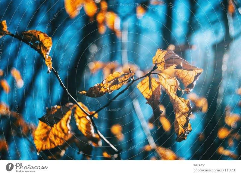 Nahaufnahme einiger Herbstblätter an einem von Sonnenlicht beleuchteten Zweig schön Leben Tapete Natur Pflanze Blatt Traurigkeit Wachstum natürlich Hoffnung Tod