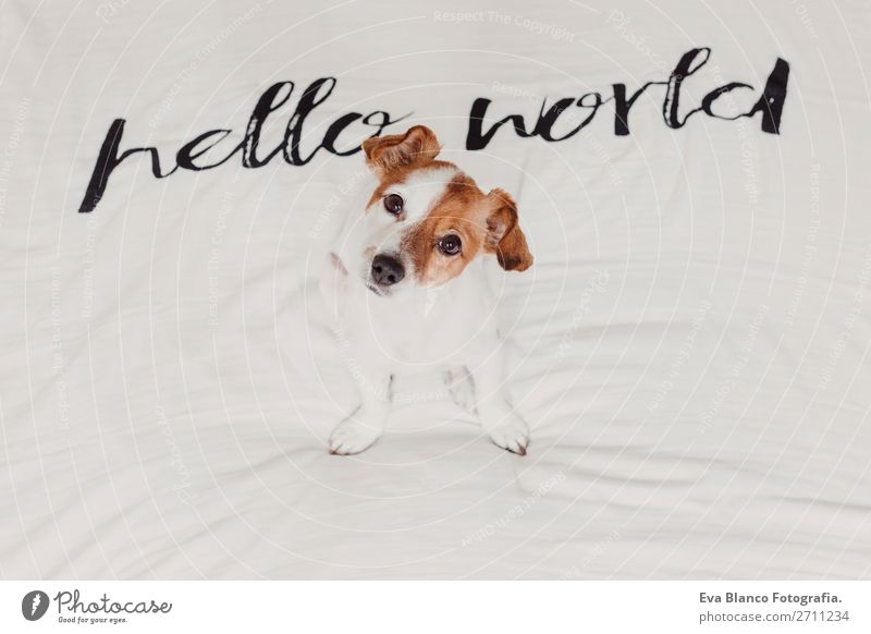 süßer kleiner Hund liegend weißes Laken mit Hallo Weltbotschaft elegant Freude Gesicht Erholung Haus Büro Tier Erde Accessoire Haustier Liebe schlafen lustig