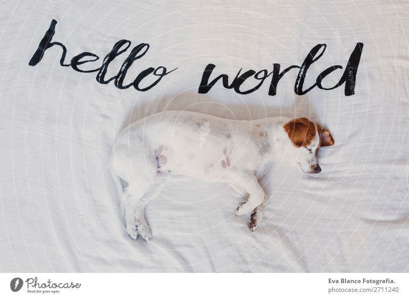 süßer kleiner Hund liegend weißes Laken mit Hallo Weltbotschaft elegant Freude Gesicht Erholung Haus Büro Tier Erde Accessoire Haustier Liebe schlafen lustig