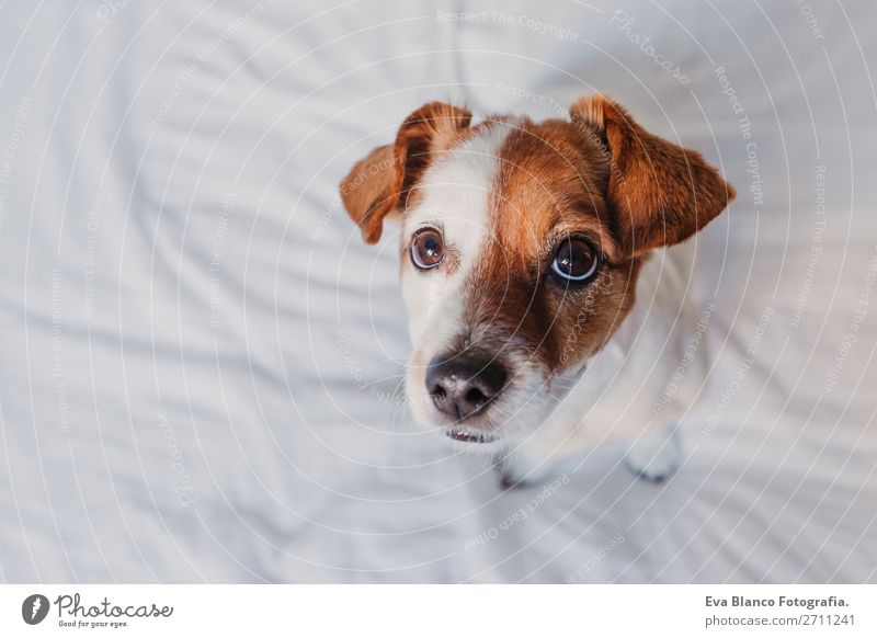 Nahaufnahme Porträt eines süßen kleinen Hundes, der auf dem Bett sitzt. elegant Freude Gesicht Erholung Haus Büro Tier Erde Accessoire Haustier Liebe schlafen