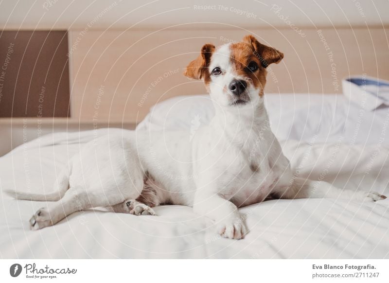 süßer kleiner Hund auf dem Bett liegend. Haustiere in Innenräumen. Entspannen elegant Freude Gesicht Erholung Büro Tier Accessoire Liebe schlafen lustig