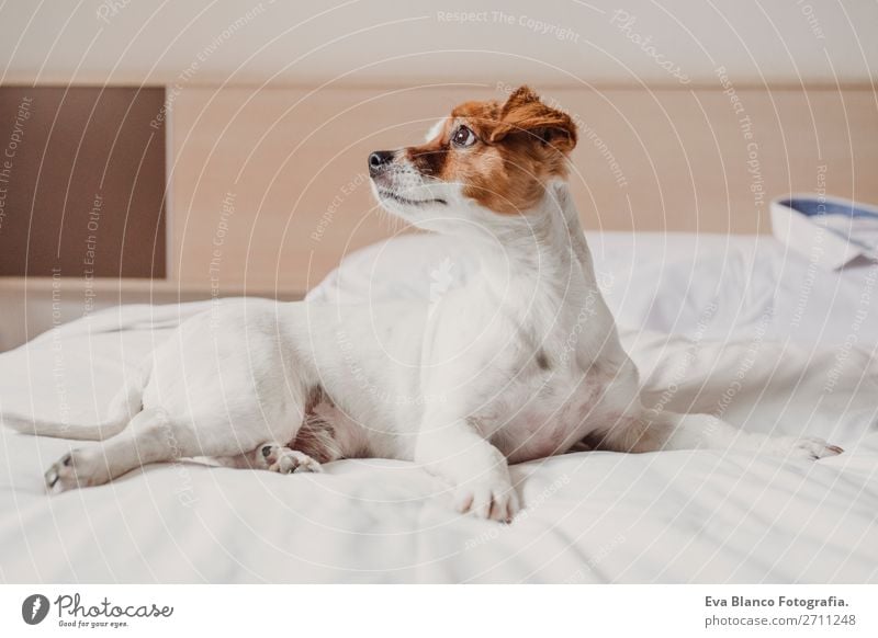 süßer kleiner Hund auf dem Bett liegend. Haustiere in Innenräumen. Entspannen elegant Freude Gesicht Erholung Büro Tier Accessoire Liebe schlafen lustig
