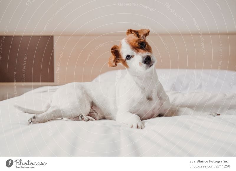 süßer kleiner Hund auf dem Bett liegend. Haustiere in Innenräumen. Entspannungskonzept elegant Freude Gesicht Erholung Büro Tier Accessoire Liebe schlafen
