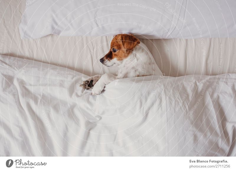 süßer Hund schläft auf dem Bett mit weißen Laken Glück Krankheit Leben Erholung Winter Haus Schlafzimmer Familie & Verwandtschaft Tier Herbst Wetter Wärme