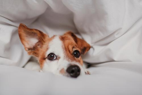 süßer Hund auf dem Bett liegend Glück Krankheit Leben Erholung Winter Haus Schlafzimmer Familie & Verwandtschaft Tier Herbst Wetter Wärme Haustier hören Liebe