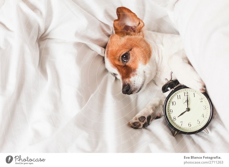 süßer Hund auf dem Bett liegend mit einem Wecker Glück Leben Erholung Winter Haus Uhr Schlafzimmer Arbeit & Erwerbstätigkeit Familie & Verwandtschaft Tier