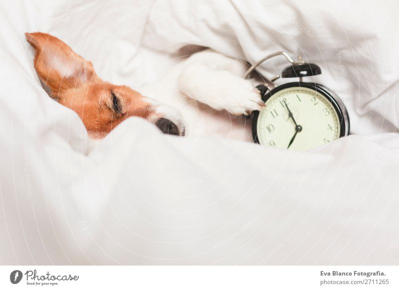 süßer Hund auf dem Bett liegend mit einem Wecker Lifestyle Glück Erholung Winter Wohnung Haus Uhr Schlafzimmer Arbeit & Erwerbstätigkeit