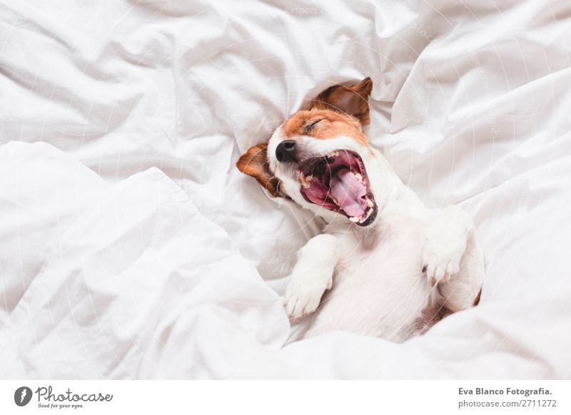 Hund auf dem Bett mit weißen Laken gähnend Glück Krankheit Leben Erholung Winter Haus Familie & Verwandtschaft Tier Herbst Wetter Wärme Haustier Liebe schlafen