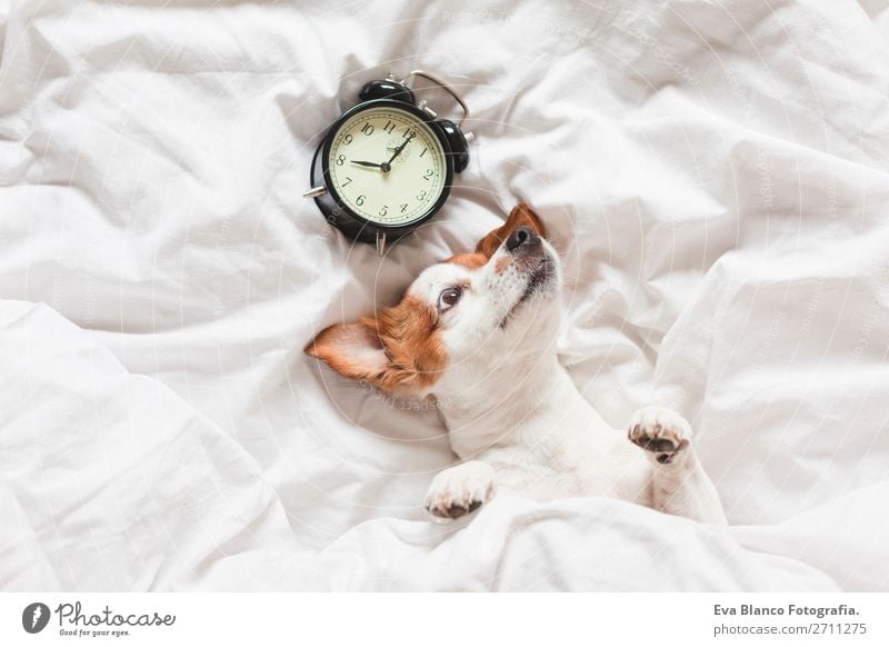 Hund auf dem Bett mit weißen Laken und Wecker Glück Leben Erholung Winter Haus Uhr Schlafzimmer Arbeit & Erwerbstätigkeit Familie & Verwandtschaft Tier Herbst