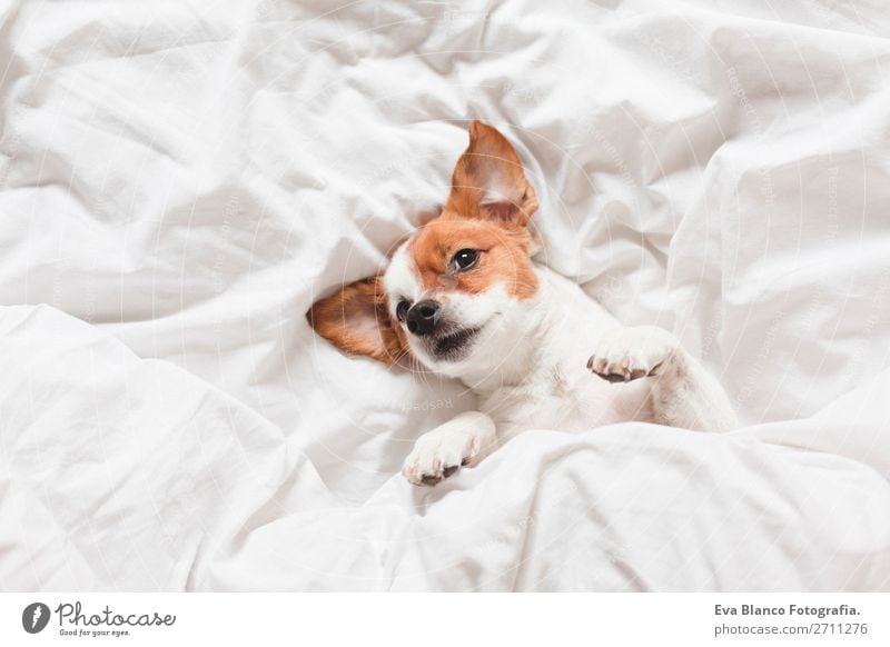 süßer Hund schläft auf dem Bett, weißes Bettlaken.morgens Glück Krankheit Leben Erholung Winter Haus Schlafzimmer Familie & Verwandtschaft Tier Herbst Wetter