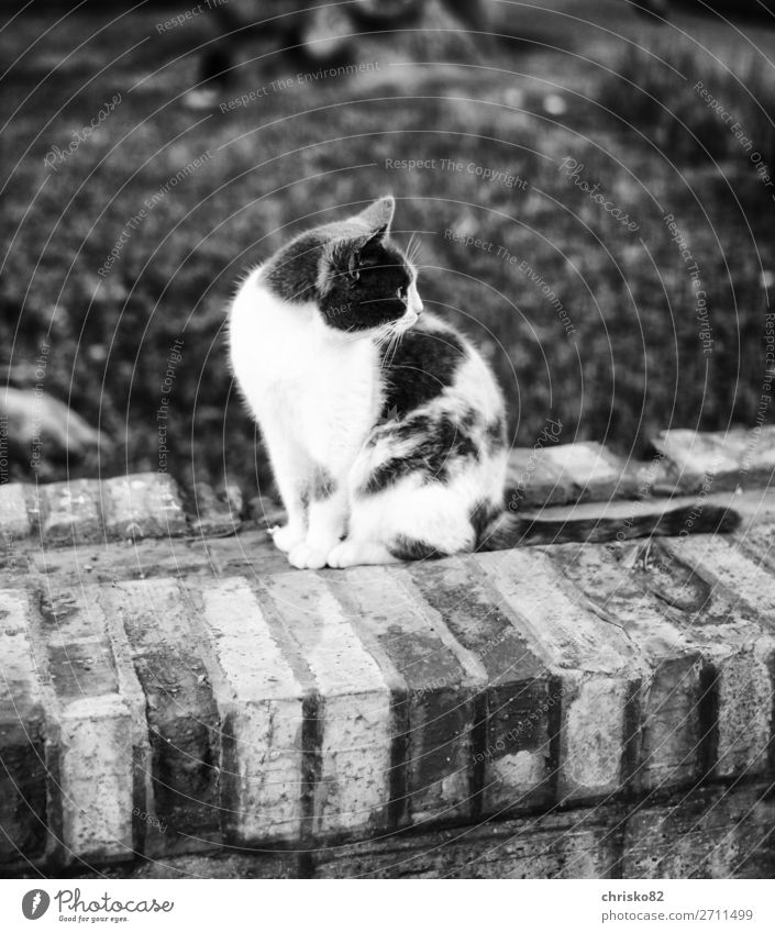 Straßen-Katze Stadt Park Tier Haustier 1 Blick sitzen Lebensfreude Coolness friedlich Wachsamkeit Gelassenheit Stolz ästhetisch einzigartig elegant