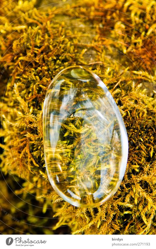 Glasklar Moos Lupe glänzend Sauberkeit gelb durchsichtig Kristalle Glasperle Esoterik edel Farbfoto Außenaufnahme Textfreiraum oben Tag Reflexion & Spiegelung