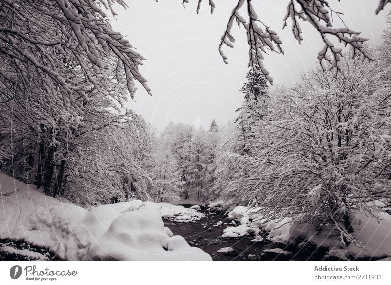Tannenwald mit Schnee bedeckt Wald Winter Natur weiß Berge u. Gebirge Hügel kalt Baum Frost Landschaft Eis Jahreszeiten Holz Beautyfotografie Fichte schön