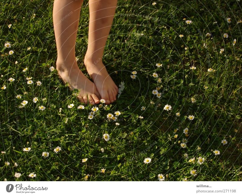 Barfuß im kühlem feuchten Gras mit Gänseblümchen barfuß Gänseblümchenwiese Kind Kindheit Beine Füße Sommer fühlen natürlich nackte Füße Wiese Frühjahr