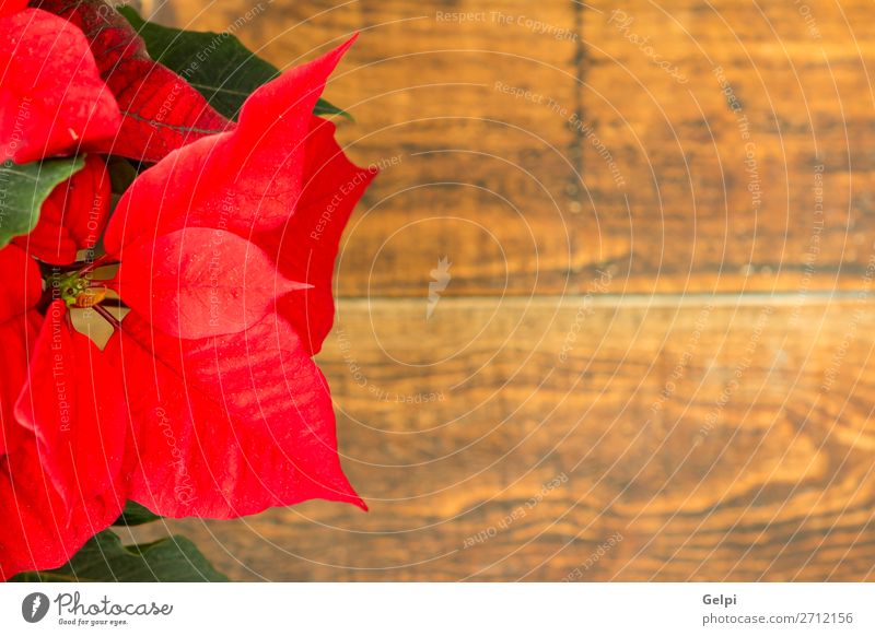 Schöner roter Weihnachtsstern schön Winter Garten Dekoration & Verzierung Feste & Feiern Weihnachten & Advent Natur Pflanze Blume Blatt Blüte Holz Ornament hell