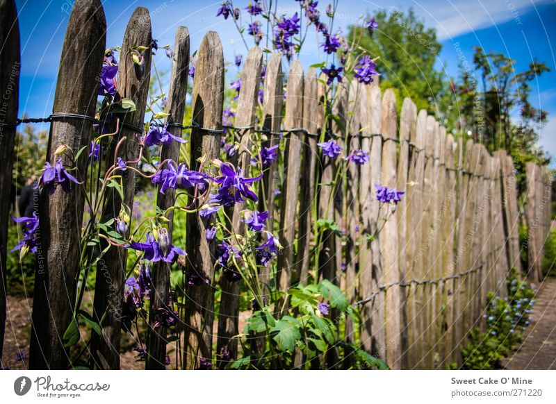 Gartentraum Natur Pflanze blau braun violett mehrfarbig Außenaufnahme Menschenleer Tag Unschärfe Starke Tiefenschärfe