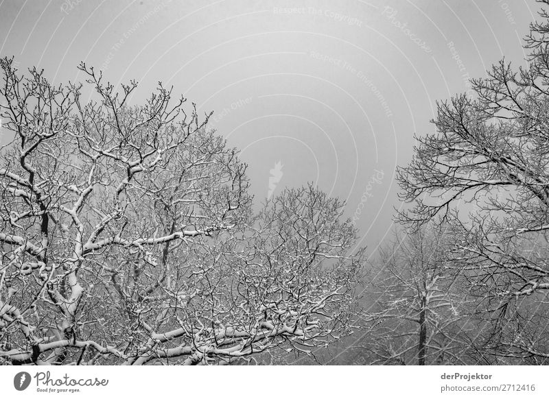 Winterwald im Harz IX Sturmschaden Borkenkäfer Klimawandel Gebirge Sachsen-Anhalt Abenteuer Tourismus Ausflug Freiheit Sightseeing Schnee Winterurlaub