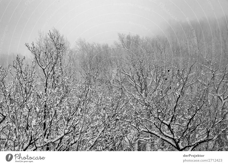 Winterwald im Harz XIII Sturmschaden Borkenkäfer Klimawandel Gebirge Sachsen-Anhalt Abenteuer Tourismus Ausflug Freiheit Sightseeing Schnee Winterurlaub