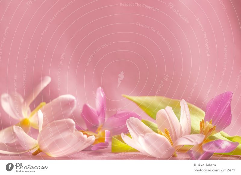 Tulpenblüten - Blumen Stil Design schön Wellness harmonisch Erholung ruhig Meditation Kur Spa Massage Dekoration & Verzierung Tapete Hintergrundbild