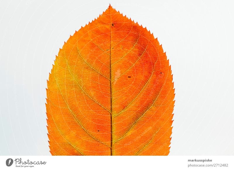 Herbst Farben Blatt harmonisch Wohlgefühl Sinnesorgane Erholung ruhig Garten Natur Pflanze Tier berühren leuchten frisch trocken braun gelb gold orange Freude