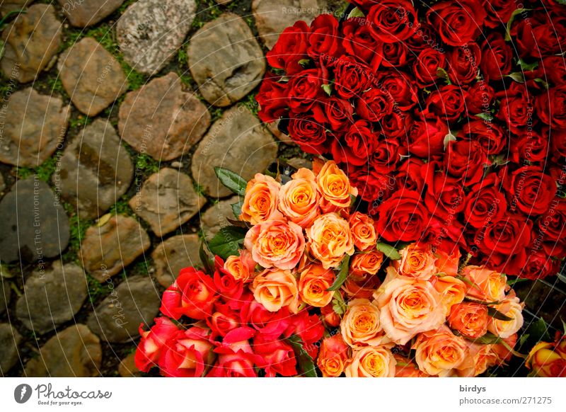 Rosl, Resi und Annerose Rose Kopfsteinpflaster Blühend leuchten Duft frisch schön gelb rosa rot Marktstand Blumenhändler Blumenstrauß viele Vielfältig Blüte