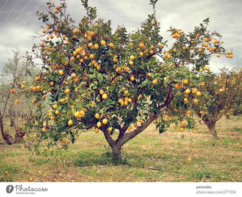 l'orange Natur Frühling Baum exotisch Orangenbaum Plantage Durst viele Mallorca Farbfoto Gedeckte Farben Außenaufnahme
