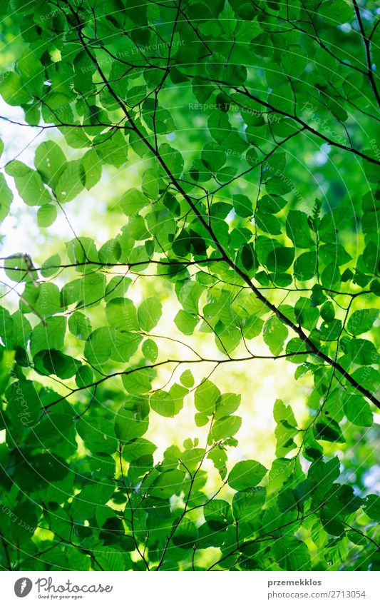 Grün hinterlässt eine Hintergrundbeleuchtung durch die Sonne. Frühlingsfrisches Laub Sommer Umwelt Natur Pflanze Sonnenlicht Baum Blatt Grünpflanze Wald