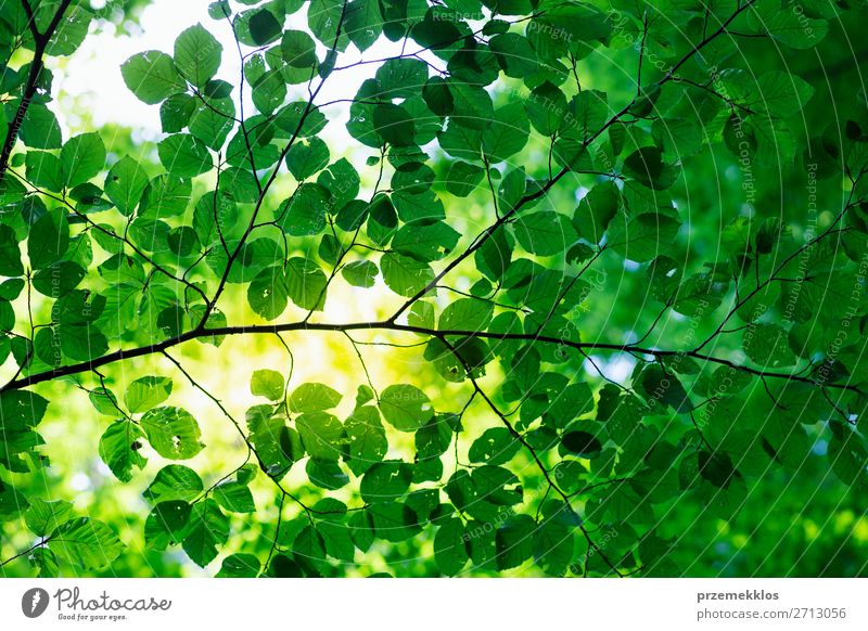 Grün hinterlässt eine Hintergrundbeleuchtung durch die Sonne. Frühlingsfrisches Laub Sommer Umwelt Natur Pflanze Sonnenlicht Baum Blatt Grünpflanze Wald
