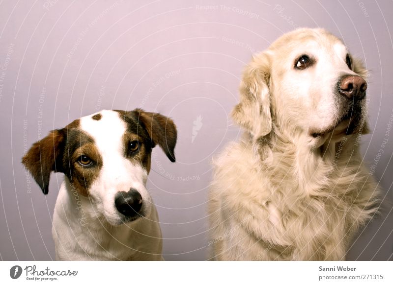 Zweier Takt Tier Hund Tiergesicht 1 genießen Liebe Originalität Gefühle Fröhlichkeit Partnerschaft einzigartig Farbfoto mehrfarbig Studioaufnahme Porträt