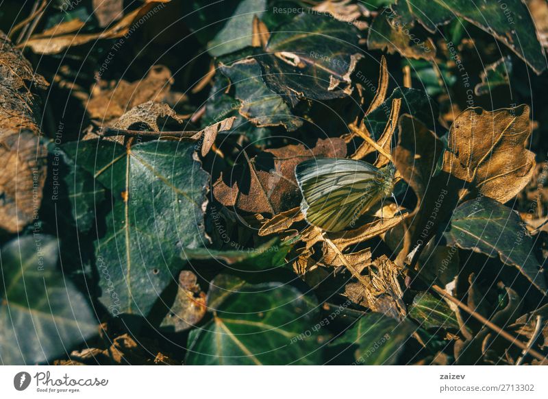 Ein Schmetterling zwischen abgefallenen Blättern in einem Herbstwald schön Körper Leben Natur Pflanze Tier Blatt Wald niedlich braun grün Farbe Fauna