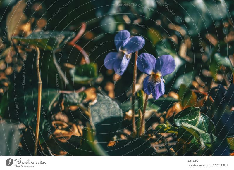 Nahaufnahme eines Paares violetter Viola alba-Blüten, die auf dem Boden eines Waldes wachsen elegant schön Tapete Natur Pflanze Herbst Blume Wachstum natürlich
