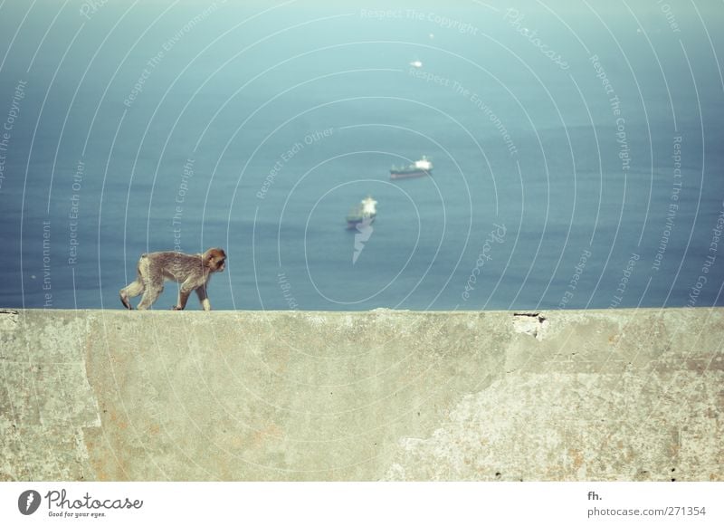 Apey Road Wasser Schönes Wetter Meer Mittelmeer Gibraltar Wasserfahrzeug Tier Fell Affen 1 Beton entdecken Erholung gehen genießen sportlich elegant