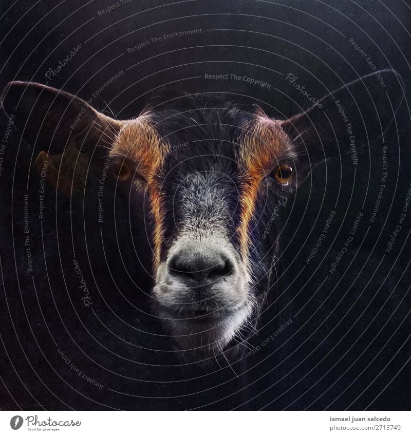 elegantes schwarzes Ziegenporträt in der Natur Porträt Tier wild Kopf Auge Ohren Behaarung niedlich Beautyfotografie wildes Leben ländlich Wiese Bauernhof