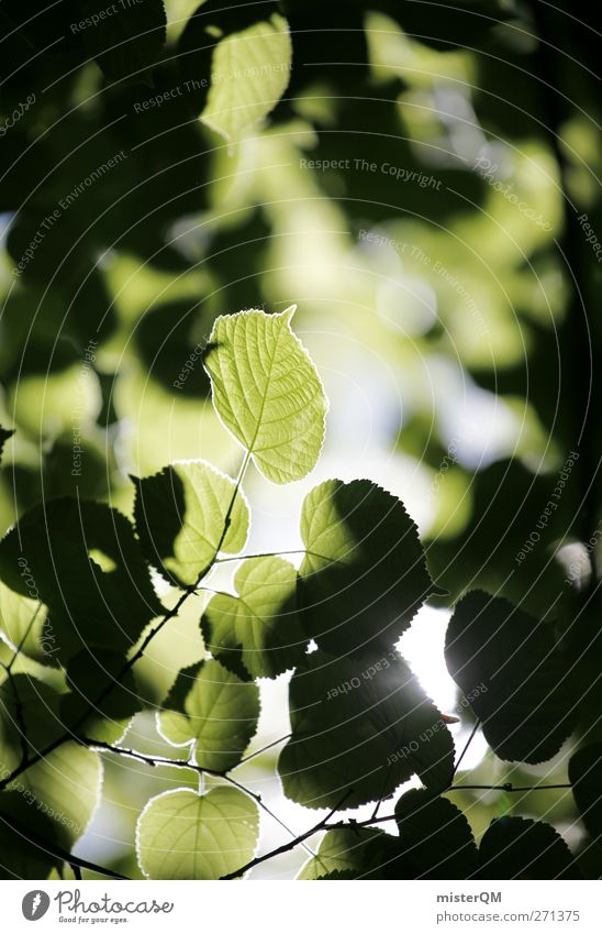 Green Valldemossa. Kunst ästhetisch Zufriedenheit Natur natürlich grün Blatt Blätterdach Himmel (Jenseits) Grünstich ökologisch Gesundheit Außenaufnahme