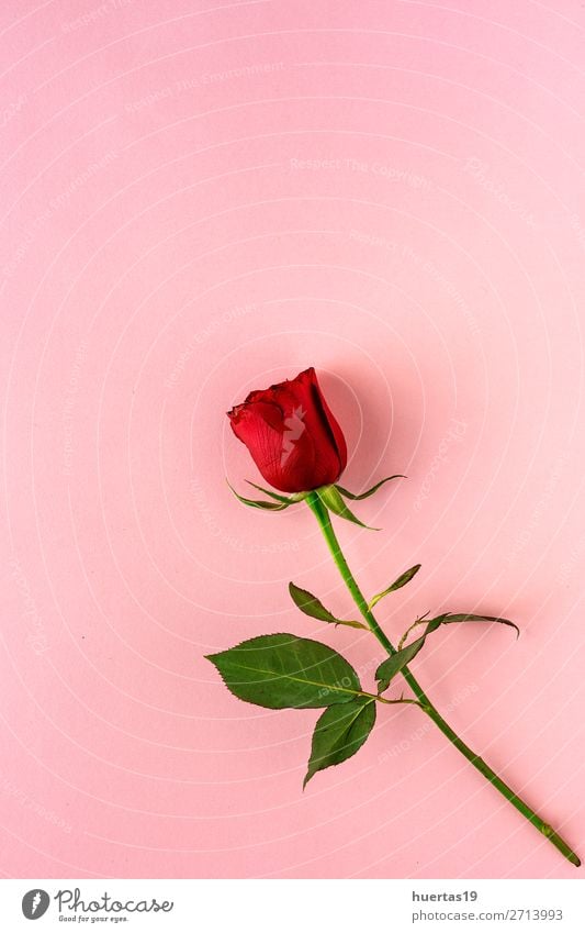 rote Rosen mit rosa Hintergrund elegant Stil Design Feste & Feiern Valentinstag Hochzeit Geburtstag Kunst Blume Liebe natürlich oben Romantik Liebesaffäre