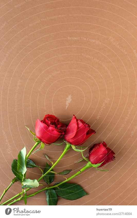 rote Rosen mit braunem Hintergrund elegant Stil Design Feste & Feiern Valentinstag Muttertag Hochzeit Geburtstag Kunst Blume Liebe natürlich oben Romantik