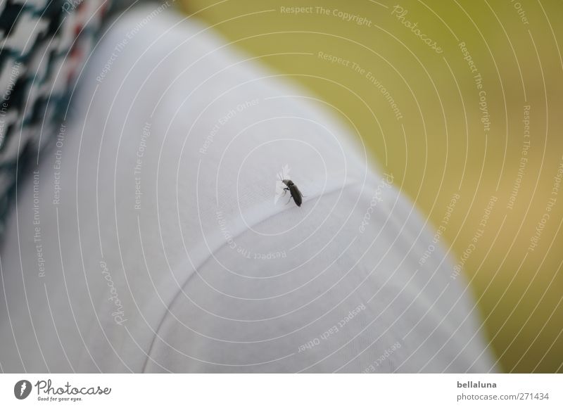 Hiddensee | Hubschrauberlandeplatz I Mensch Körper 1 Umwelt Natur Pflanze Tier Frühling Schönes Wetter Gras Wiese Wildtier Käfer sitzen schwarz weiß Halstuch