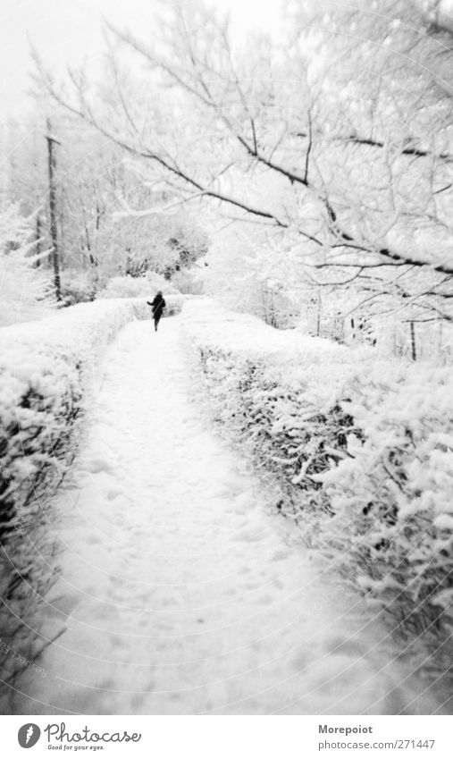 Winter Mensch Jugendliche Körper 1 18-30 Jahre Erwachsene Natur Schönes Wetter Schnee Schneefall Baum Garten Park Wald rennen grau schwarz weiß Bewegung