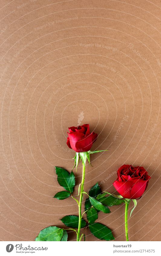 rote Rosen mit braunem Hintergrund elegant Stil Design Feste & Feiern Valentinstag Hochzeit Geburtstag Blume Blatt Blüte Liebe natürlich oben Romantik
